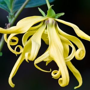 Organic African Wildcrafted Ylang Ylang Oil